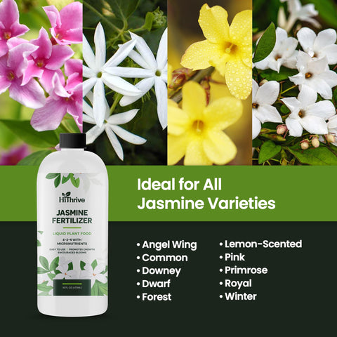 HiThrive Jasmine Fertilizer on window sill with healthy jasmine indoors