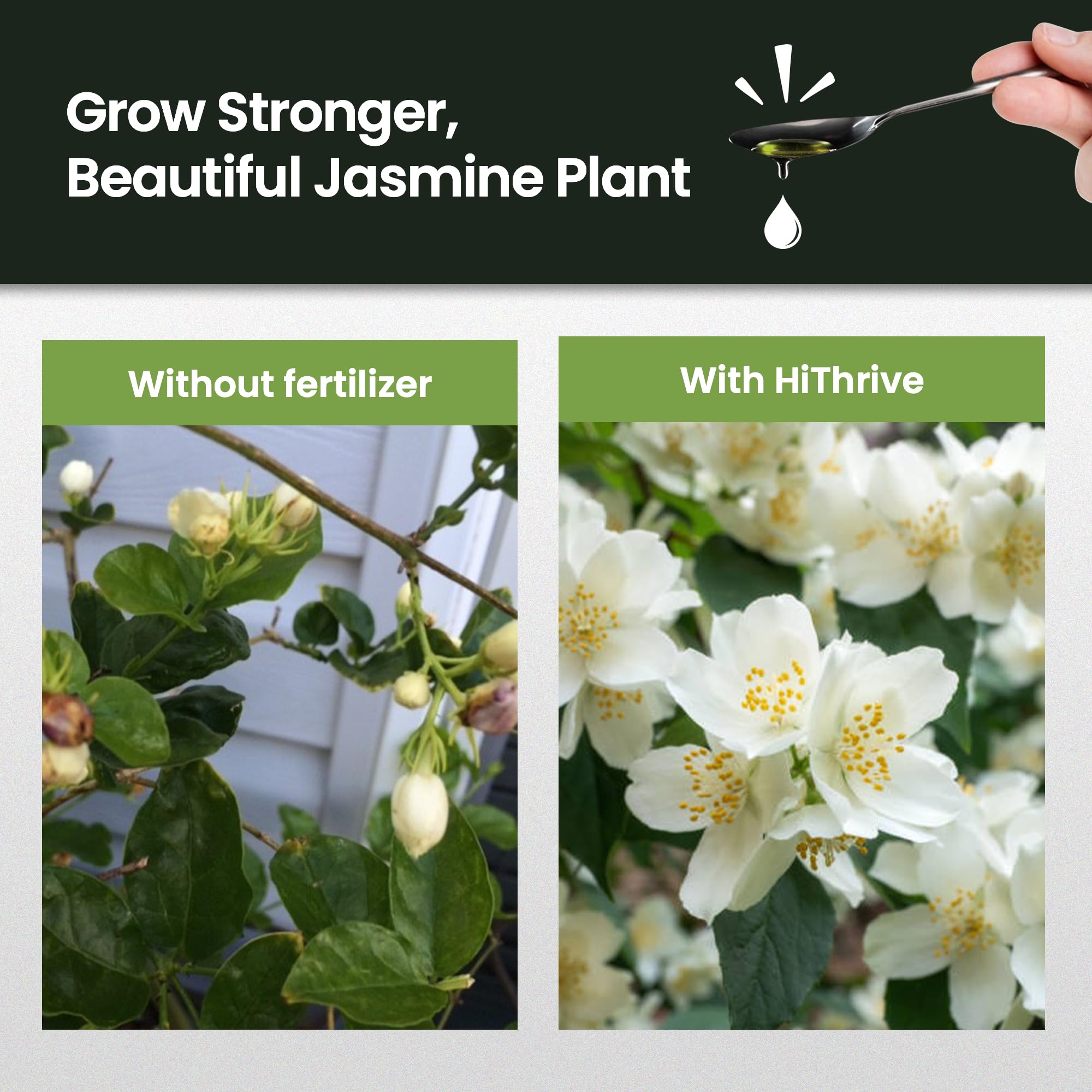 HiThrive Jasmine plants indoors and outdoors showing healthy growth