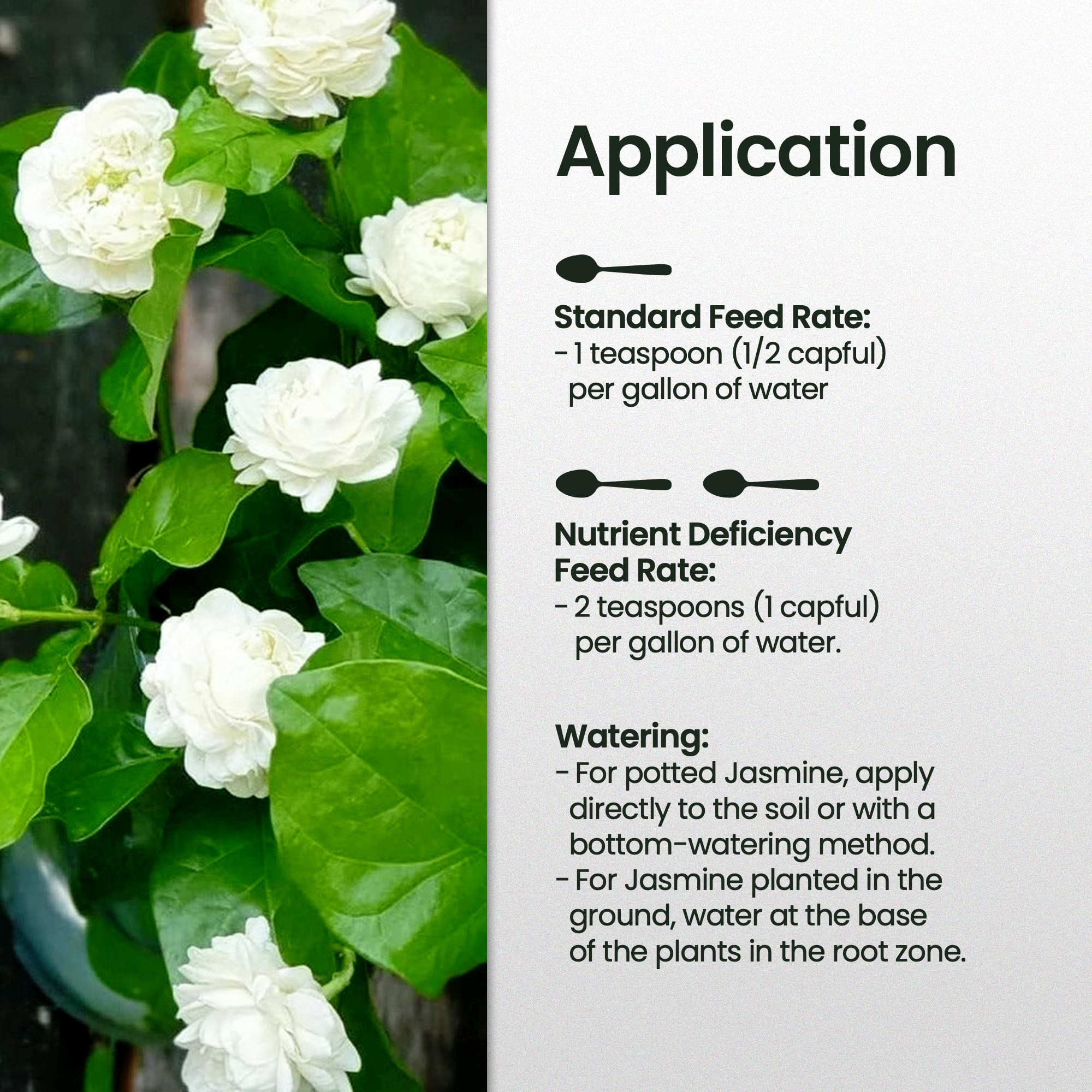 HiThrive Jasmine plants thriving outdoors in sunlit conditions
