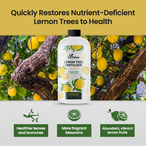 HiThrive Lemon Tree Fertilizer applied around the base for even root nourishment