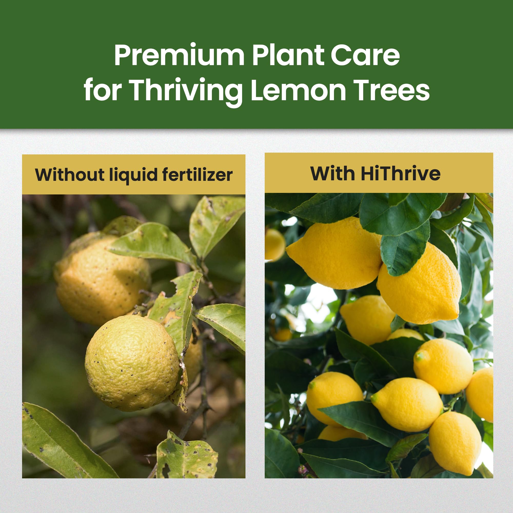 HiThrive Lemon Tree Fertilizer diluted in watering can for easy application.