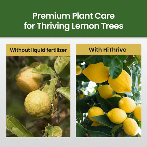 HiThrive Lemon Tree Fertilizer diluted in watering can for easy application.