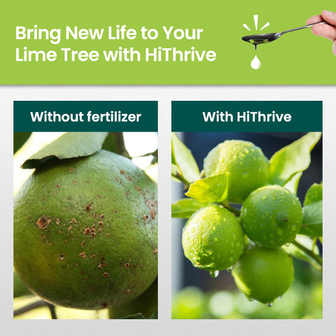 HiThrive liquid citrus fertilizer dilution in water demonstrates easy mixing.