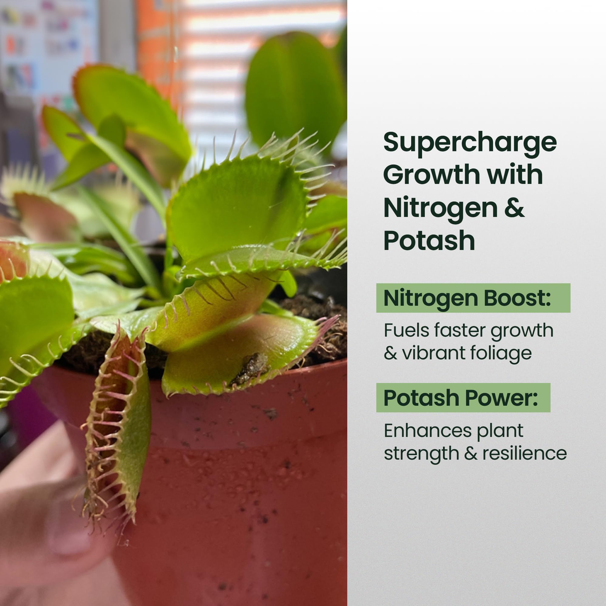 HiThrive liquid fertilizer for carnivorous plants delivering macronutrients.