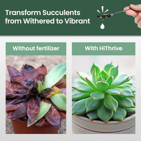 HiThrive liquid succulent plant food mixes with water for simple feeding.