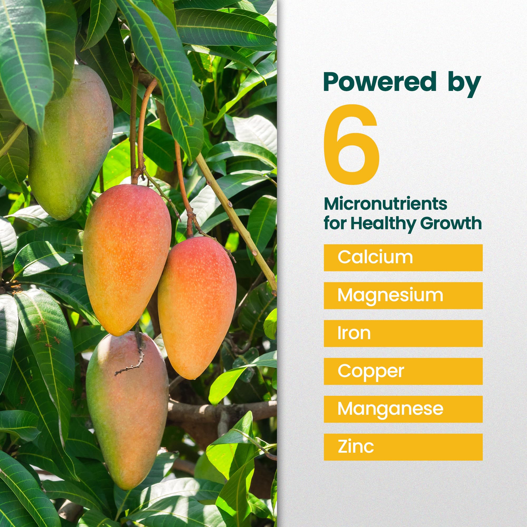 HiThrive mango fruits on the tree look larger and juicier