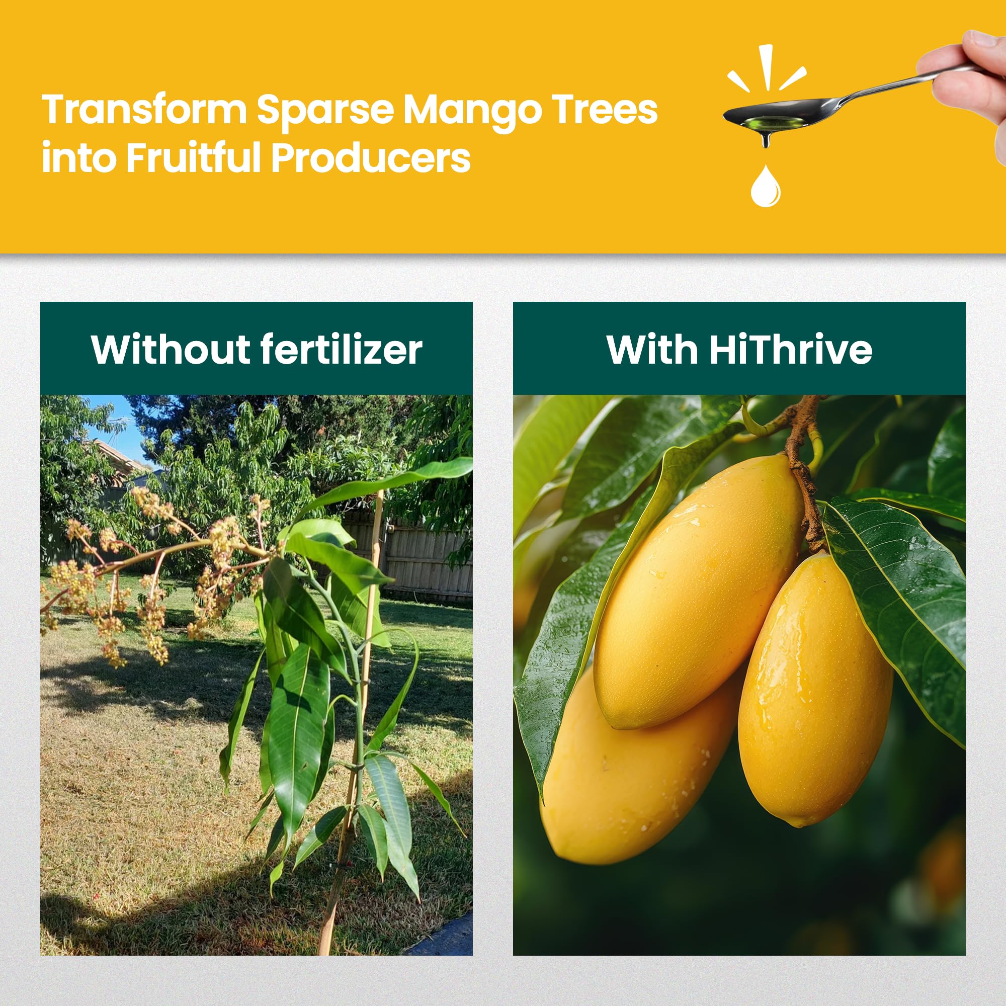 HiThrive mango tree leaves stay vibrant with balanced nutrients