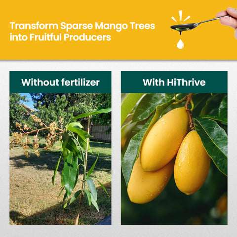 HiThrive mango tree leaves stay vibrant with balanced nutrients