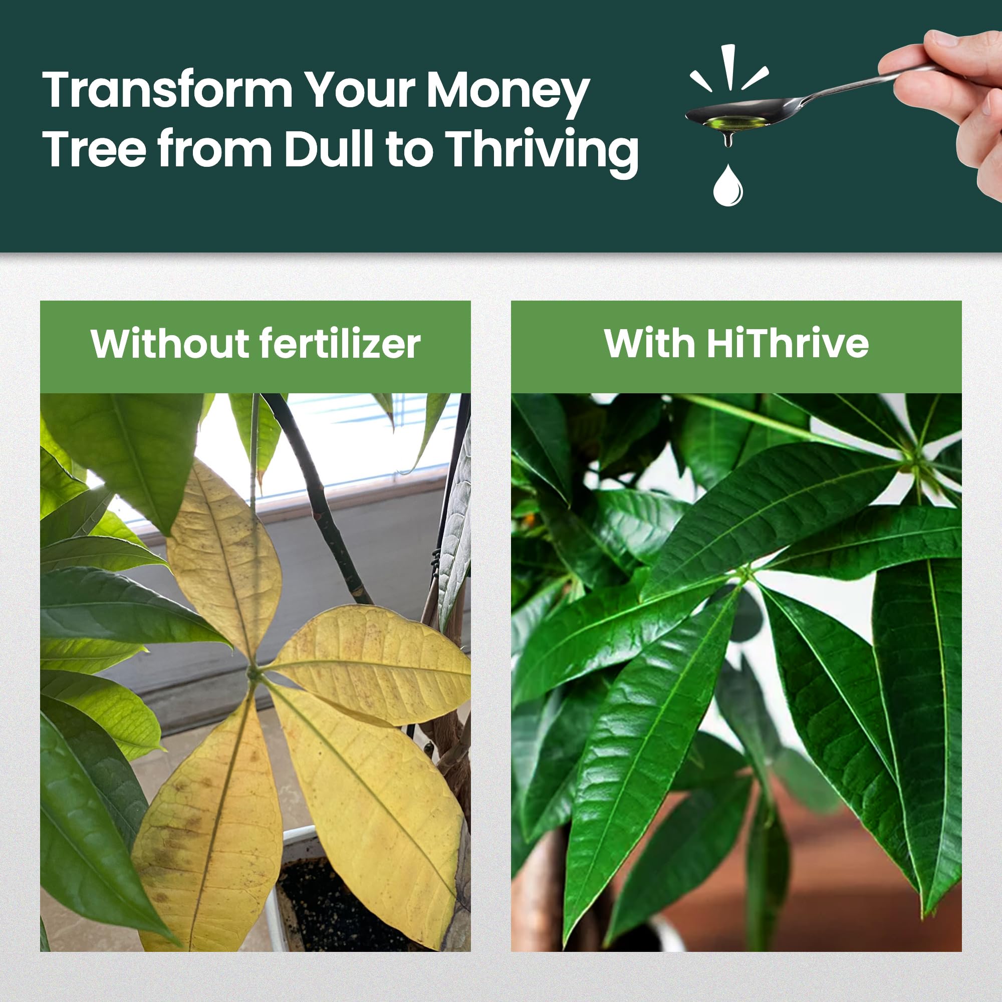 HiThrive Money Tree liquid fertilizer being diluted in water for even feeding