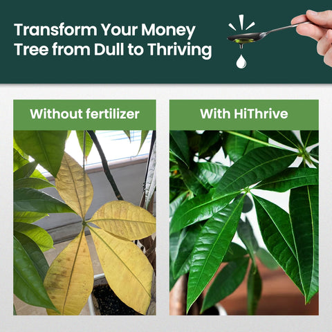 HiThrive Money Tree liquid fertilizer being diluted in water for even feeding