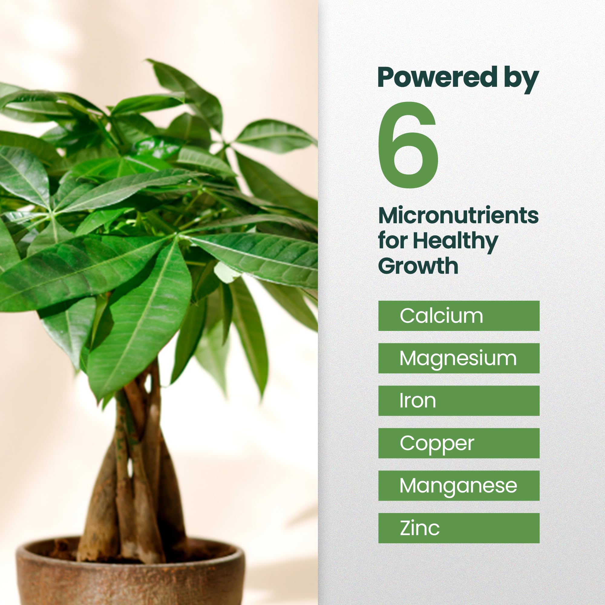 HiThrive Money Tree roots appear strong and healthy with regular use