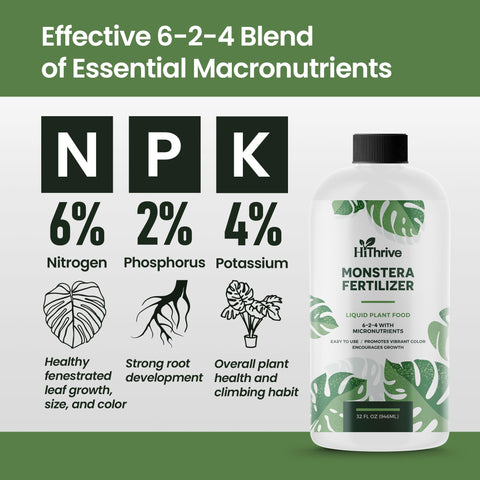 HiThrive Monstera Obliqua fertilizer application for vibrant growth