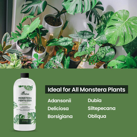 HiThrive Monstera supports robust root systems for healthy uptake.