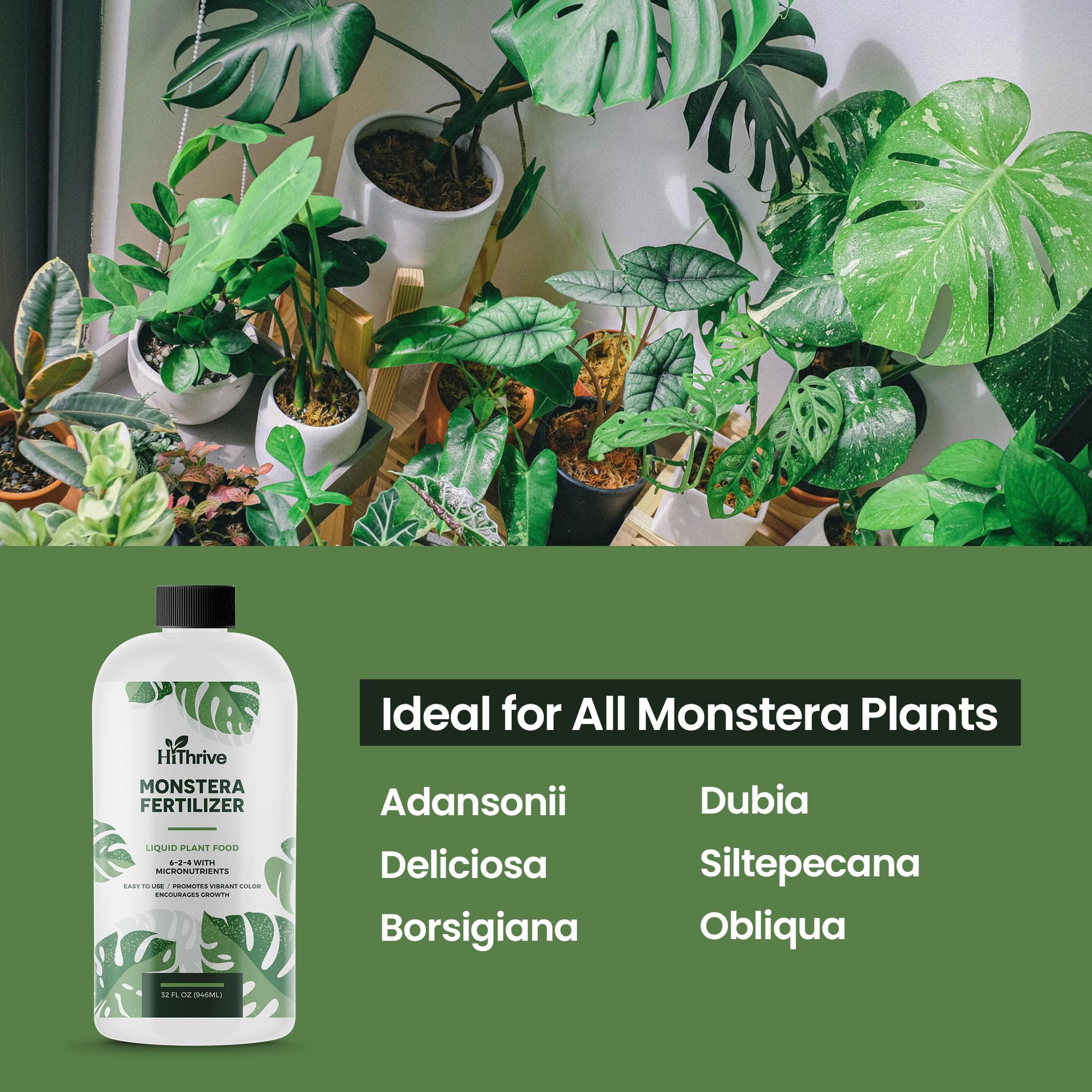 HiThrive Monstera roots nourished by liquid fertilizer
