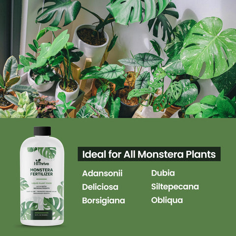 HiThrive Monstera roots nourished by liquid fertilizer
