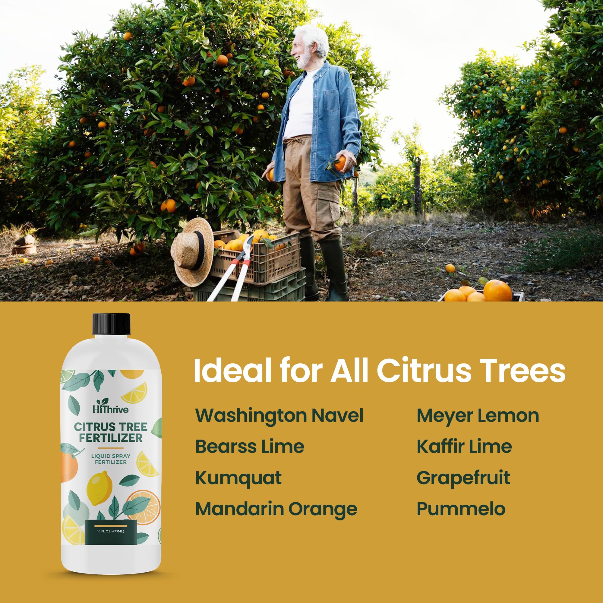 Orange, lemon and lime tree with developing fruit fed by HiThrive