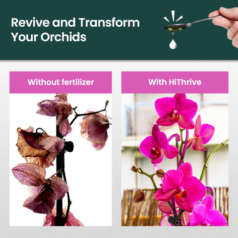 HiThrive Orchid Fertilizer bottle in water being mixed for indoor-outdoor care.