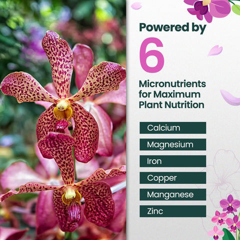 HiThrive Orchid Fertilizer promotes lush orchid blooms in a garden setting.