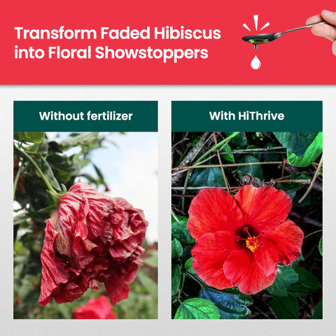 HiThrive outdoor hibiscus leaves appear greener and healthier.