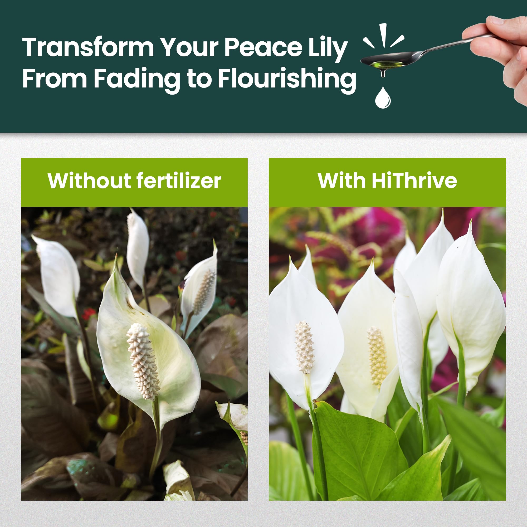 HiThrive Peace Lily label detail highlights complete nutrient blend.