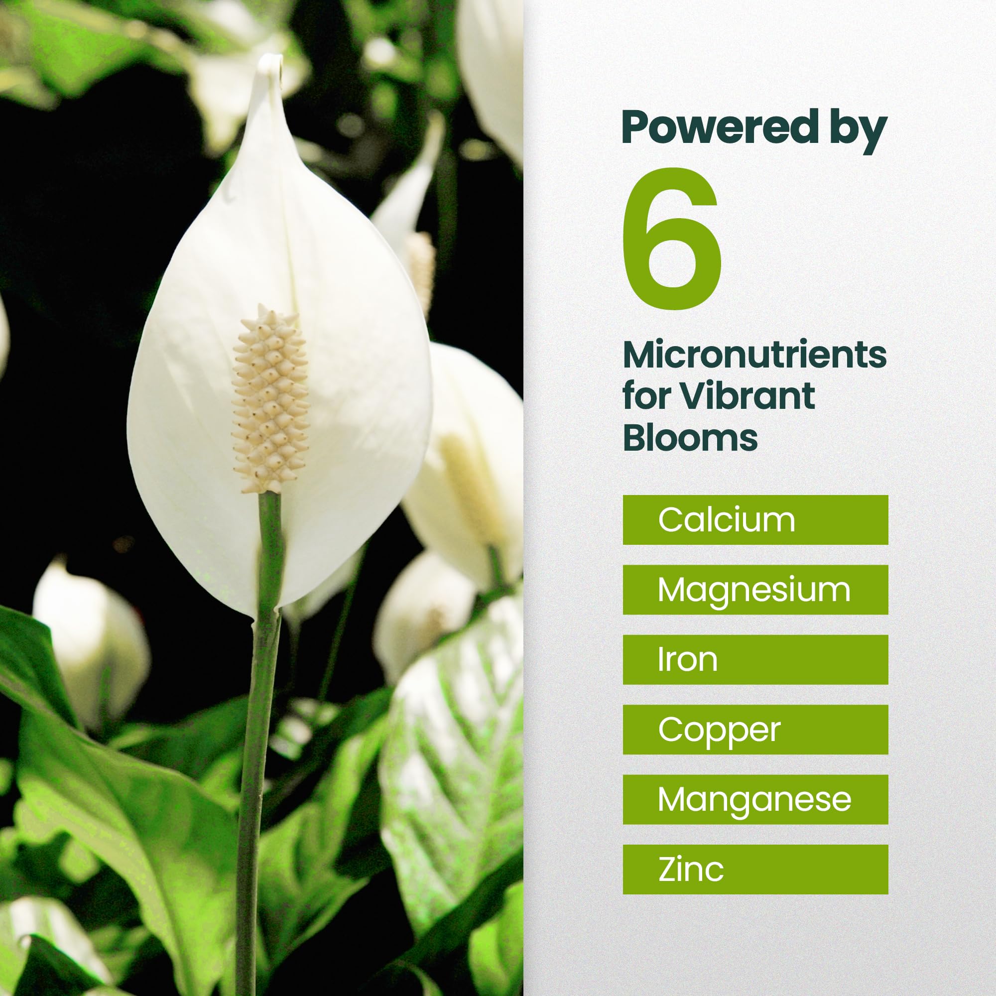 Healthy roots supported by HiThrive Peace Lily Plant Food.