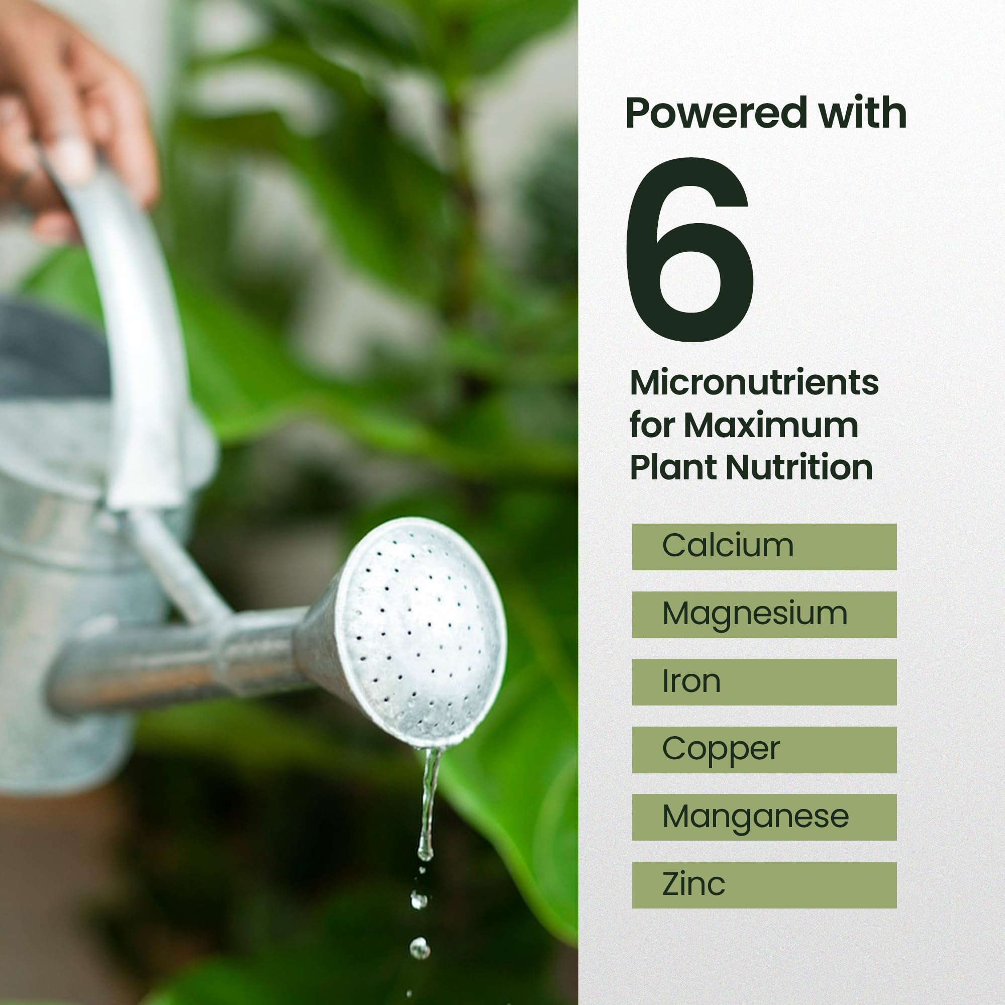 HiThrive 16oz plant food beside lush fiddle leaves for glossy, deep green color.