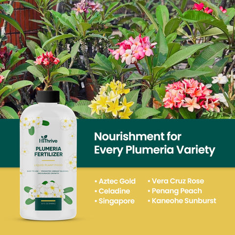 HiThrive Plumeria Fertilizer blooming plumeria hints at vibrant flowers