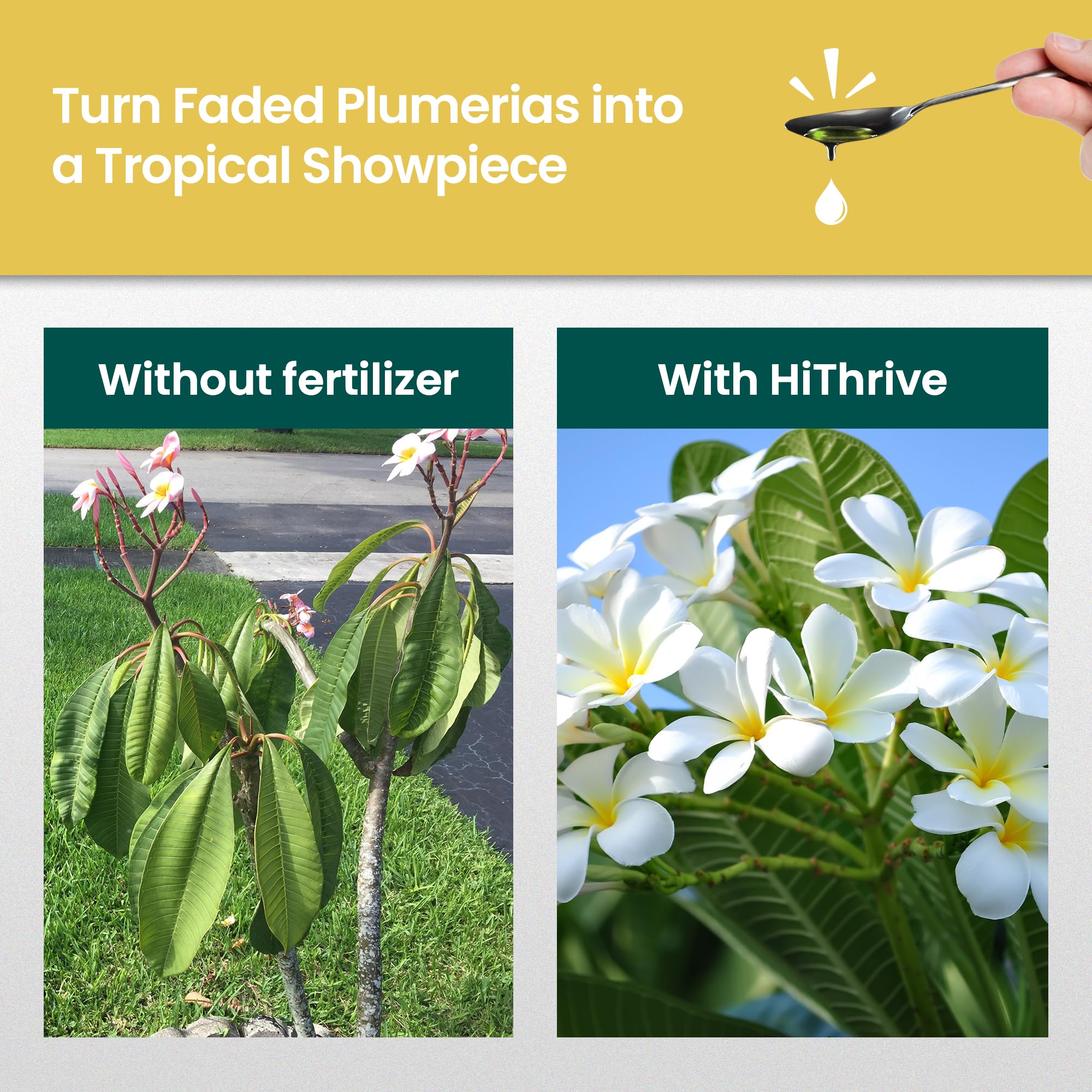 HiThrive Plumeria Fertilizer dilution mix highlights nutrient-rich formula for roots