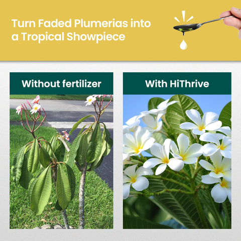 HiThrive Plumeria Fertilizer dilution mix highlights nutrient-rich formula for roots