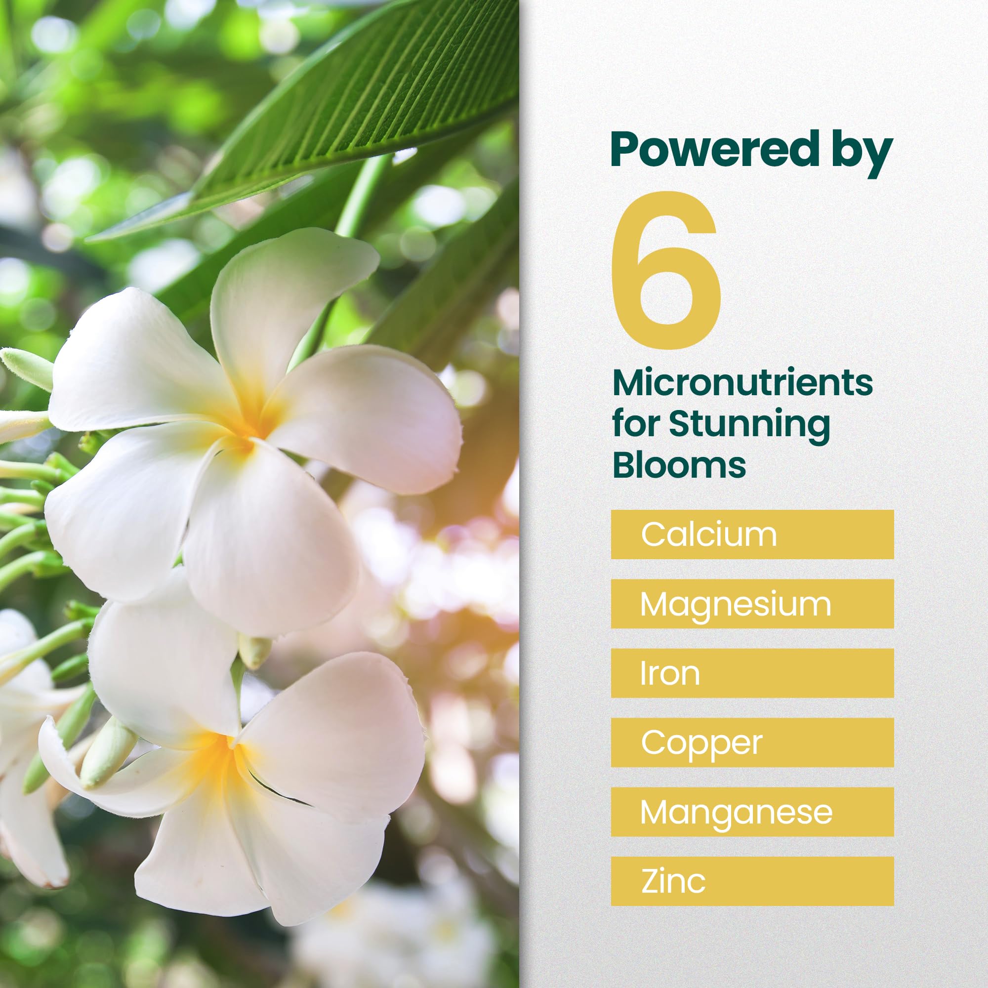 HiThrive Plumeria Fertilizer glossy leaves close-up indicates lush foliage potential
