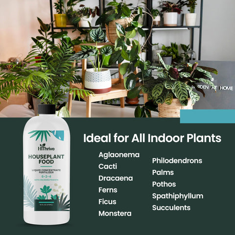 HiThrive pothos and monstera thriving with balanced nutrition.