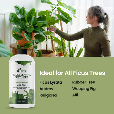HiThrive healthy fiddle leaf fig roots indicating strong support system