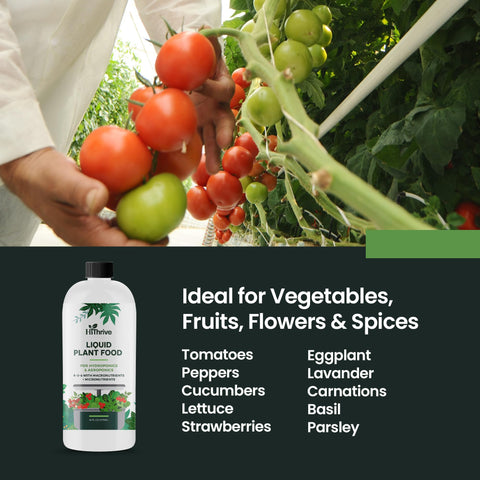 HiThrive root development boost illustrates stronger root systems in hydroponics.