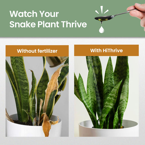 HiThrive Snake Plant Fertilizer dilution mixing demonstrated for simple preparation.