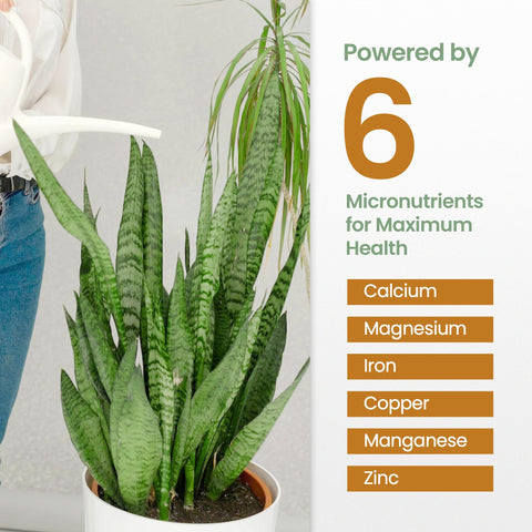 HiThrive Snake Plant Fertilizer dosage water step for user-friendly watering.