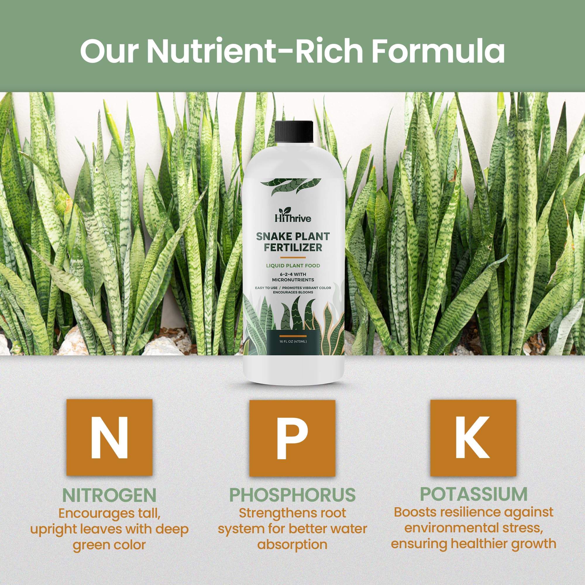 HiThrive Snake Plant Fertilizer healthy leaves after use with vibrant color development.