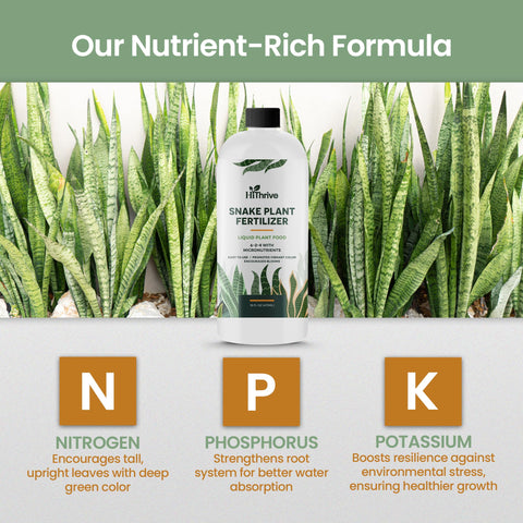 HiThrive Snake Plant Fertilizer healthy leaves after use with vibrant color development.