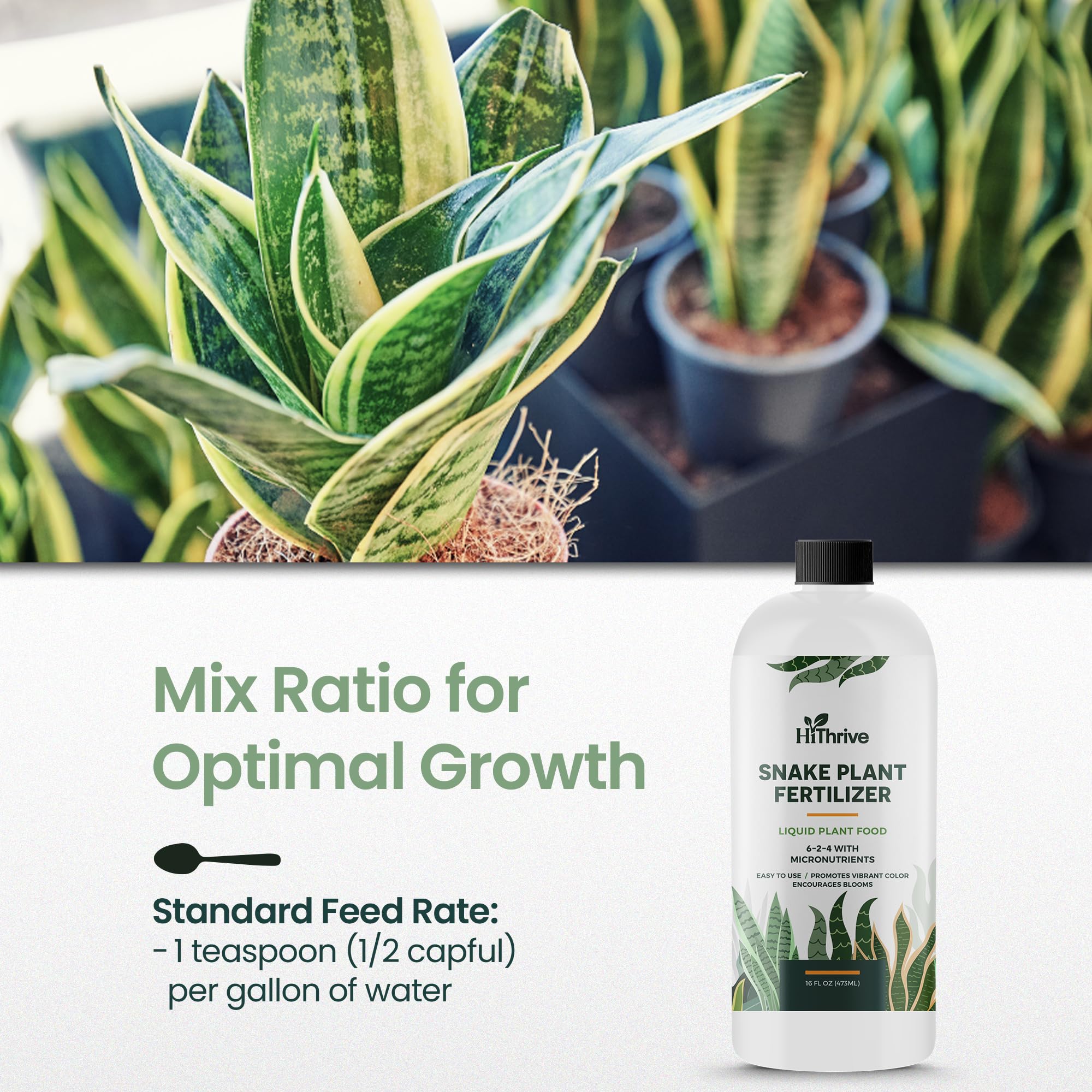 HiThrive Snake Plant Fertilizer indoor plants setup enables lush, low-effort care.