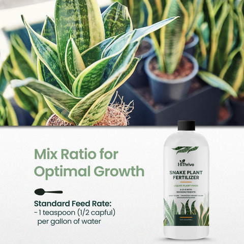 HiThrive Snake Plant Fertilizer indoor plants setup enables lush, low-effort care.
