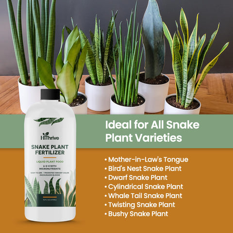 HiThrive Snake Plant Fertilizer root growth support promotes stronger roots and upright leaves.