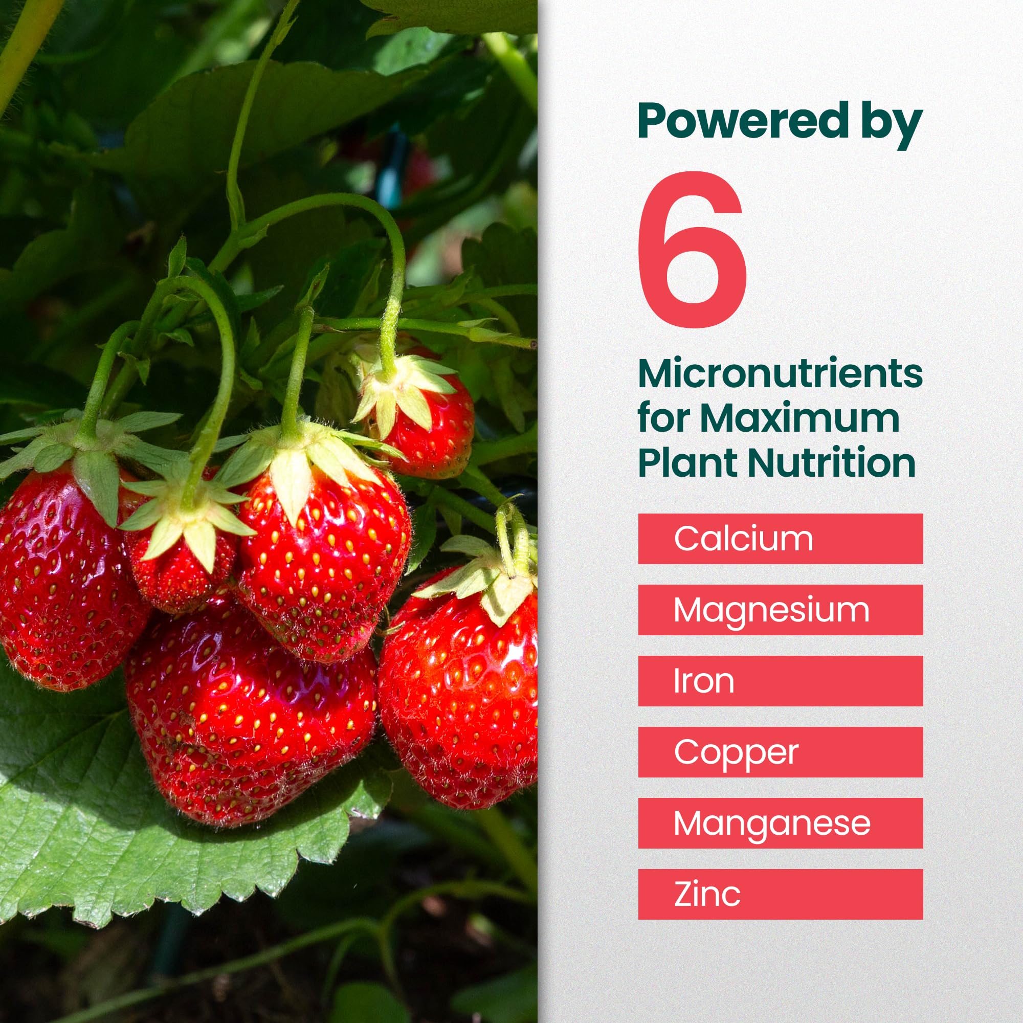 HiThrive promotes vibrant strawberry leaves with balanced nutrition.