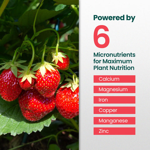 HiThrive promotes vibrant strawberry leaves with balanced nutrition.