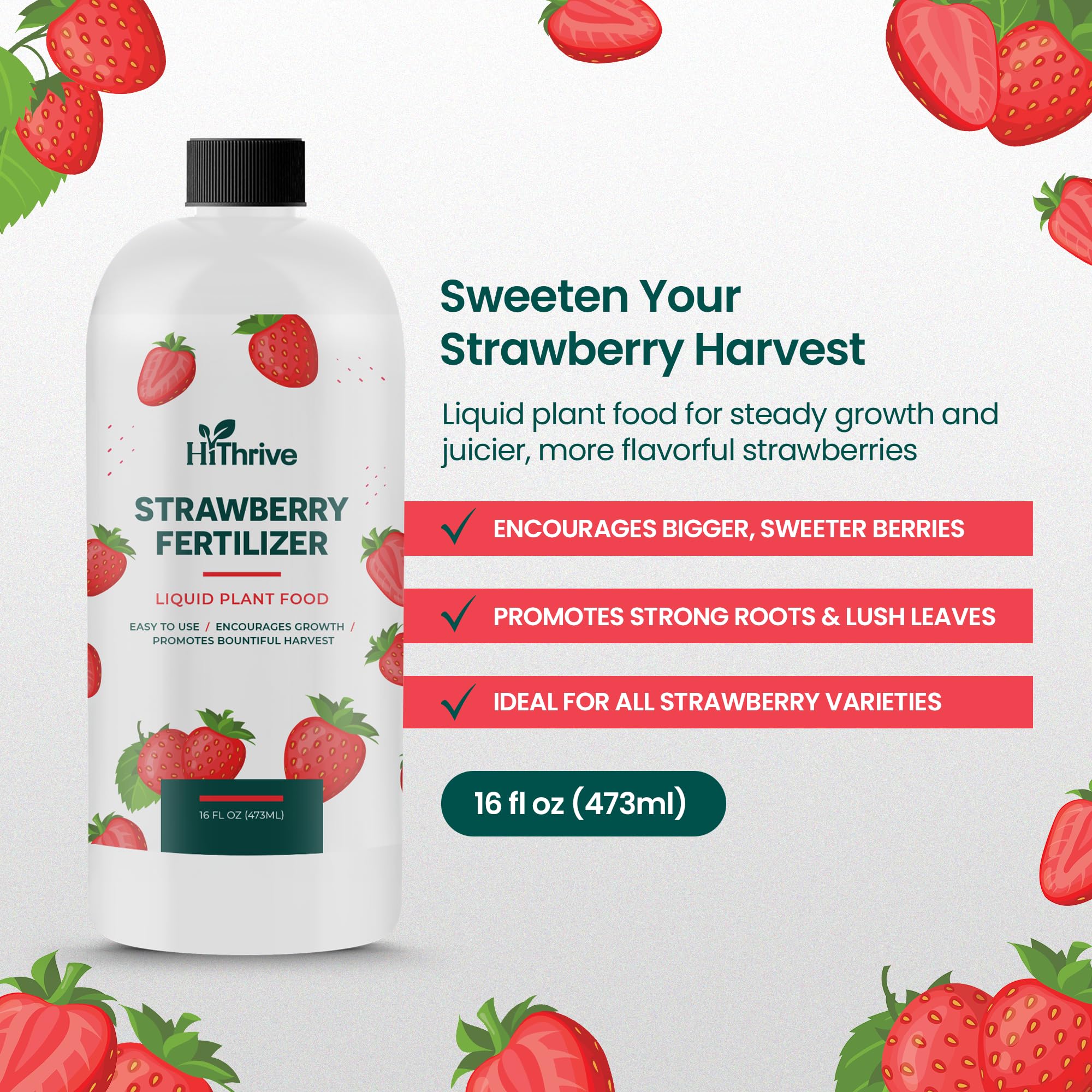 HiThrive fertilizer being diluted with water for feeding strawberry plants.