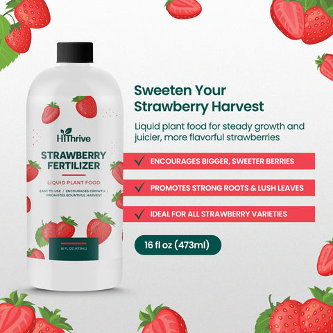 HiThrive fertilizer being diluted with water for feeding strawberry plants.