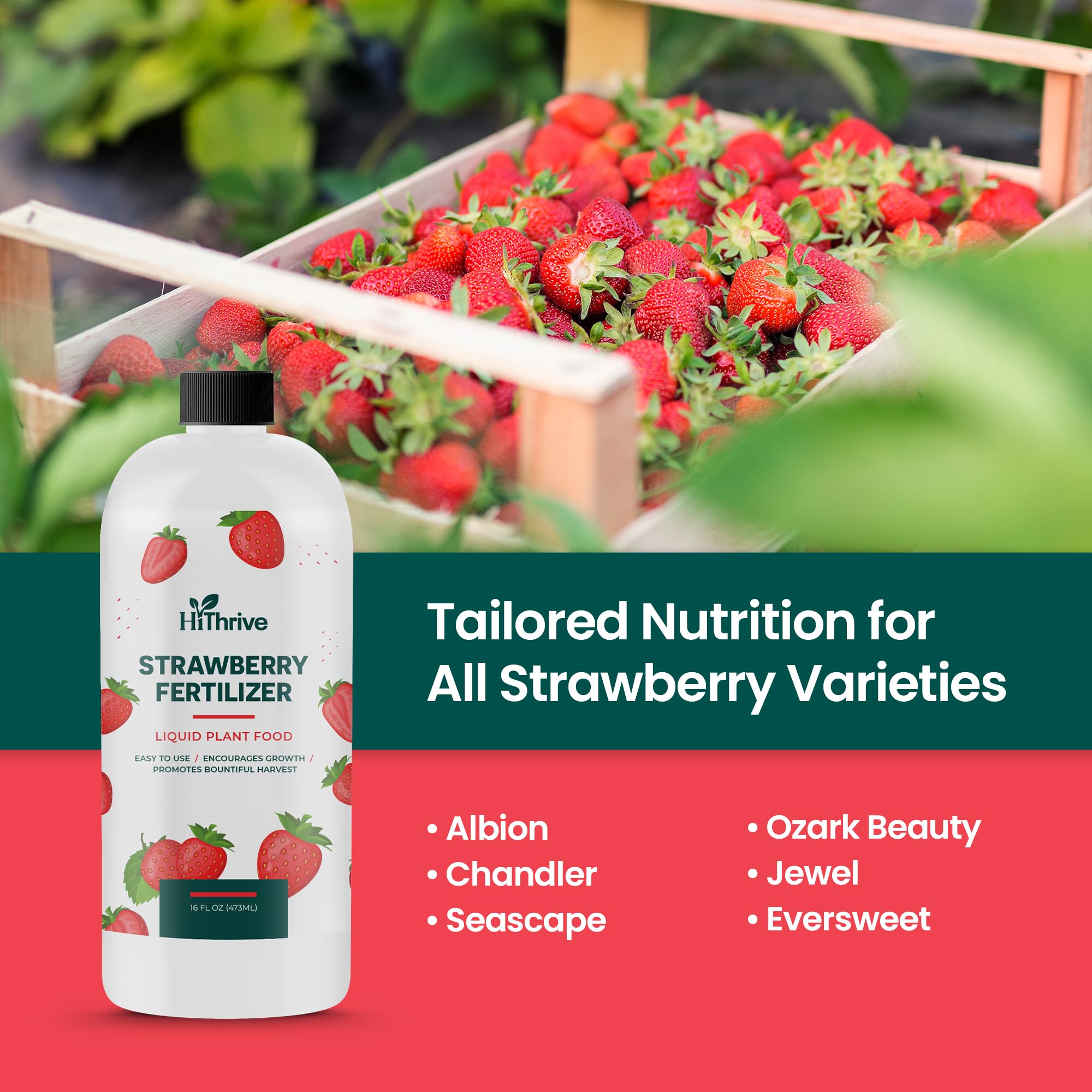 HiThrive nourishes strawberry roots for stronger plant health.