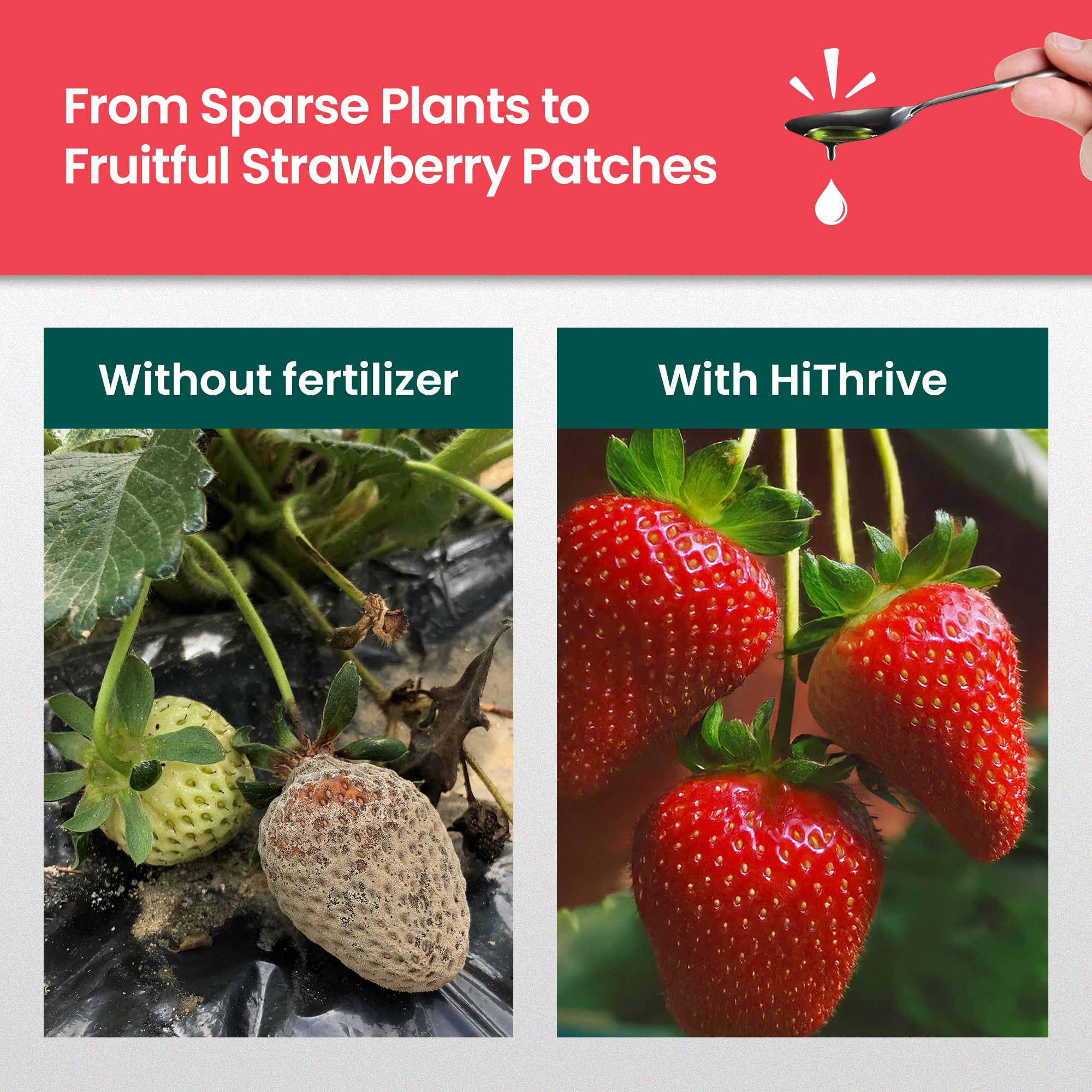 HiThrive strawberry plants with lush, vibrant leaves in closeup