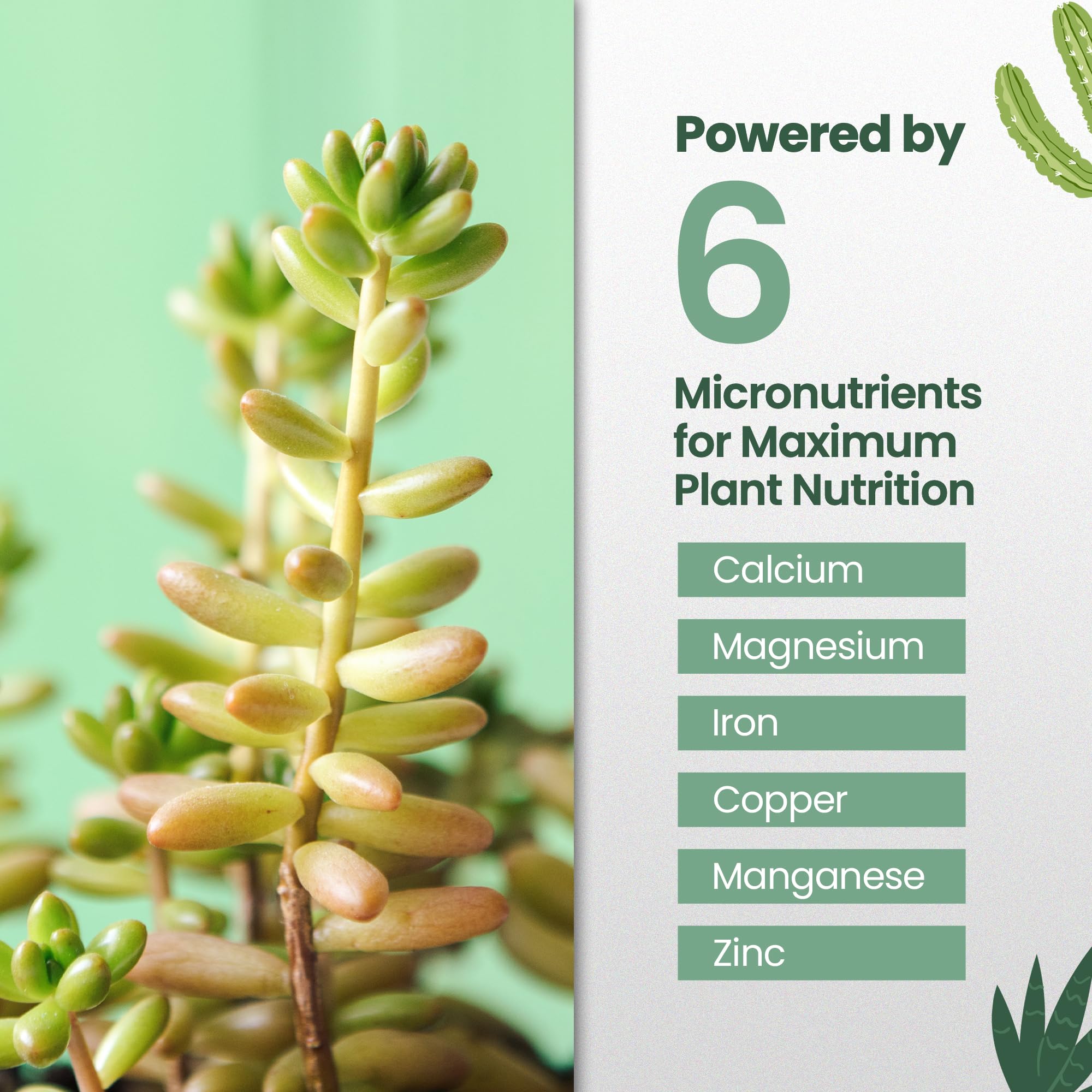 HiThrive succulent leaves close-up showing vibrant color from formula.