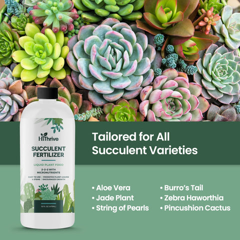 HiThrive succulent root health close-up highlights stronger, resilient root systems.