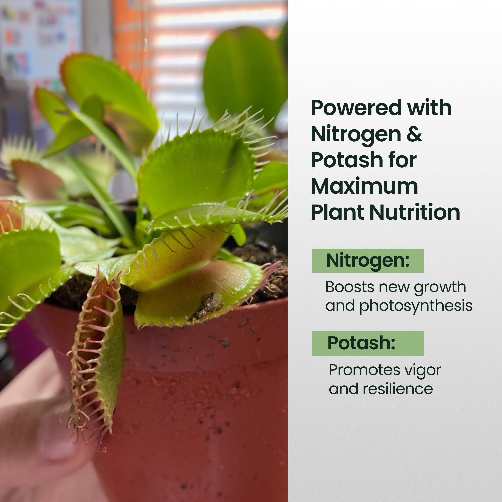 HiThrive Venus Flytrap food bottle delivers nutrients for healthier traps.