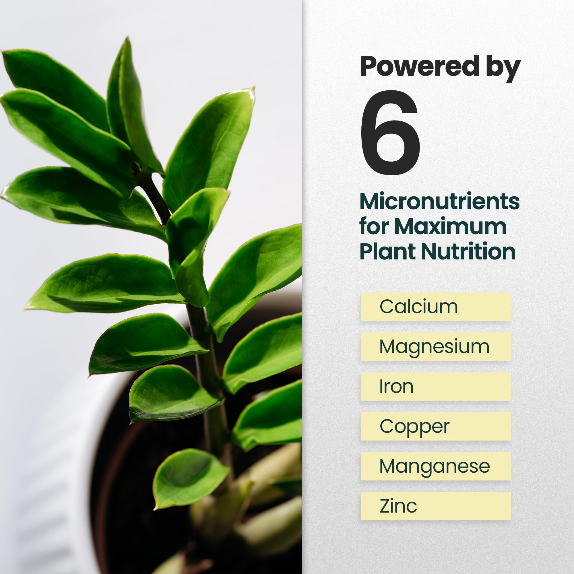 HiThrive root-strengthening formula supports resilient ZZ plants.